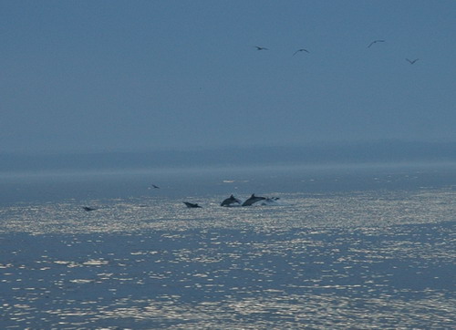 Dolphins